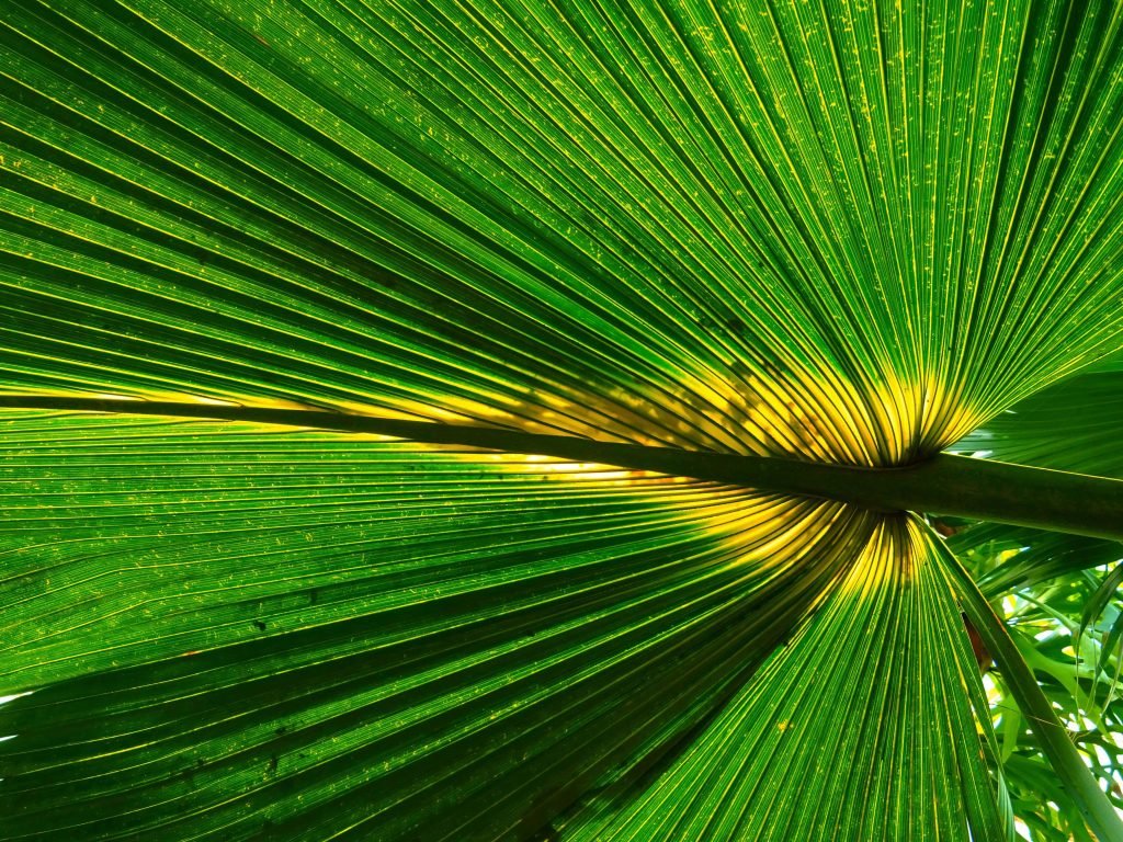 planta